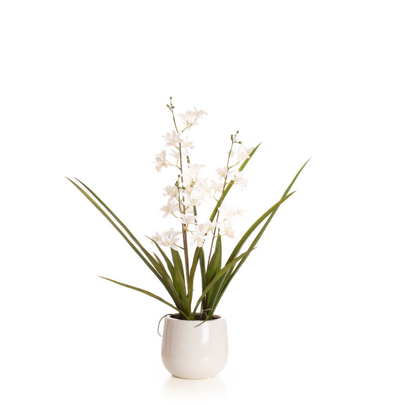 61cm Real Touch 3-stem White Mini Cymbidium Orchid in Pot